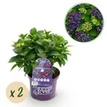 Hortensie Hydrangea Forever & Ever Lila 7-12 Blumen ⌀23cm ↕55cm
