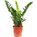Value Greens Glücksfeder Zamioculcas  Perfekt für Büro & Wohnung & Lichtarme Ecken  ca. 50 cm Hoch  Topf-Ø 17 cm