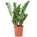 Glücksfeder - pflegeleichte Zimmerpflanze, Zamioculcas zamiifolia 3+ - Höhe ca. 55 cm, Topf-Ø 17 cm