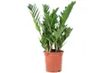Flowerbox Zimmerpflanze Glücksfeder - Zamioculcas zamiifolia, pflegeleicht - Höhe ca. 55 cm, Topf-Ø 17 cm