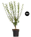 Dehner Hecken Liguster Atrovirens, 40 Pflanzen, für 10 Meter Hecke, 60-100 cm, wintergrüne Sichtschutz-Hecke, Blütenrispen ab Juni