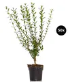 Hecke wintergrün Liguster Atrovirens für 10 Meter 40 x 3l Topf, Dehner