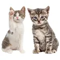 Katzen-Baby Fensterbild Set I Neugier I lebensecht groß I beidseitig Bedruckt I Fenster-Aufkleber I statisch haftend I Vogel-Schutz I selbstklebend wiederablösbar I dv950