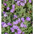 Blaukissen Cascade Blau - Aubrieta cultorum
