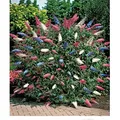 BALDUR Garten 1x dreifarbiger Schmetterlingsstrauch Papillion Tricolor, Pflanze im 12 cm-Topf, Buddleja davidii, Buddleia Schmetterlingsflieder, So...
