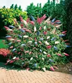 BALDUR Garten 1x dreifarbiger Schmetterlingsstrauch Papillion Tricolor, Pflanze im 12 cm-Topf, Buddleja davidii, Buddleia Schmetterlingsflieder, Sommerflieder, winterhart, trockenresistent