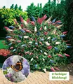 BALDUR Garten Zierstrauch Sommer-Flieder 'Papillion Tricolor', 1 St., Buddleja:hybride, duftend, bienenfreundlich, winterhart