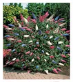 Sommerflieder 'Papillion Tricolor', 1 Pflanze Buddleja davidii,