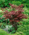 Acer palmatum 'Atropurpureum' 80–100 cm – Winterhart, Mehrjährig, Pflegeleicht – Roter Fächerahorn – Ziergehölz für Garten & Kübel