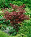 Acer palmatum 'Atropurpureum', Japanischer Ahorn, rotlaubig, 80–100 cm