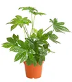Dehner Zimmeraralie, Fatsia japonica, Zimmerpflanze mit ledrigen, mehrlappigen Blättern, 50-60 cm inkl. Pflanztopf, Ø Topf 17 cm