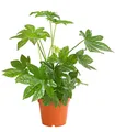 Dehner Zimmerpflanze Zimmeraralie, Fatsia japonica, mit ledrigen, mehrlappigen Blättern, pflegeleichte Zierpflanze, ideal für Pflanzenanfänger