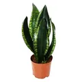 Sansevieria trifasciata "Silver Flame" - Bogenhanf mit ausgefallener Blattfärbung - 12cm Topf