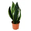 Sansevieria trifasciata Silver Flame Bogenhanf ausgefallener Blattfärbung 12cm