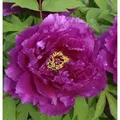 Strauchpfingstrose Hana Daijin - Paeonia suffruticosa