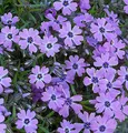 Teppich Phlox Purple Beauty - Phlox subulata