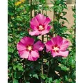 Hibiscus Syriacus Gartenhibiskus Maike 40-50 cm