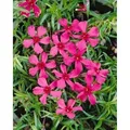Phlox Subulata Scarlet Flame Teppichphlox Leuchtend Rot Ca. 9x9 cm Topf
