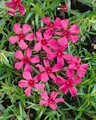 Phlox subulata 'Scarlet Flame' 9x9 cm Topf – Winterhart, Immergrün, Pflegeleicht – Teppichphlox – Bodendecker für Steingarten & Beet
