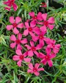 Pflanzen für Dich Bodendecker Phlox subulata Scarlet Flame, 1 St., Polster-Phlox, Teppich-Phlox, Moos-Phlox, karminrot, teppichbildend