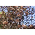 Physocarpus Opulifolius Tiny Wine Blasenspiere Kompakt 60-80 cm