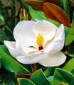 BALDUR Garten Zierstrauch Magnolie 'Grandiflora', 1 St., Blütenpracht, winterhart, mehrjährig, großblütig, duftend