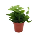 Exotenherz - Epiphyllum anguliger chrysocardium - Sägeblatt-Kaktus - 12cm