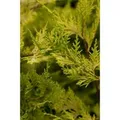 Cupressocyparis,eylandii 'Castlewellan Gold' 100-125 cm