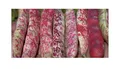 Stk - 45x Borlotto rosso BIO (Phaseolus vulgaris) Buschbohnen Gemüse - Samen SV27 - Seeds & Plants Shop by Ipsa