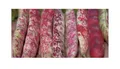 45x Borlotto rosso BIO (Phaseolus vulgaris) Buschbohnen Gemüse - Samen SV27