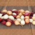 FLORTUS 2000-0423-250g Steckzwiebeln Disco Mix 250 g I Zwiebeln in hoher Qualität pflanzen I Gemüsezwiebel in der Größe 14 - 21 mm