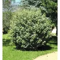 Wintergrüne Ölweide Compacta 100-125cm - Elaeagnus ebbingei