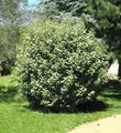 Wintergrüne Ölweide Compacta 100-125cm - Elaeagnus ebbingei