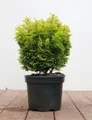 Chamaecyparis obtusa 'Nana Aurea', Hinoki-Scheinzypresse, goldgelb, 20–25 cm