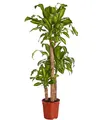 Dehner Drachenbaum Massangeana, dreitriebig, ca. 140-150 cm, Ø Topf 24 cm, Zimmerpflanze