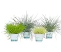 Dehner Pflanzenpaket Garten-Gräser, 4er Set, ca. 10-30 cm, Ø Topf 11 cm, Ziergras