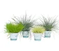 Dehner Staude Ziergras, 4er Set, je ca. 10-30 cm, Ø Topf 11 cm, mehrjährige, horstartig wachsende Gräser