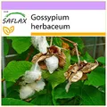 SAFLAX - Topfbaumwolle - 12 Samen - Gossypium herbaceum