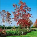 Betula Pendula Royal Frost Hängebirke Rotbraunes Laub 30–40 cm