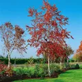 Pflanzen für Dich Baum Betula pend. Royal Frost, 1 St., Hänge-Birke, Sandbirke, Weißbirke, dunkelrote Blätter, weiße Rinde