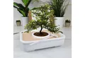 gift republic Pflanztisch Gift Republic GR870001 Bonsai-Baum-Wachstums-Set