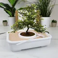 Gift Republic GR870001 Bonsai-Baum-Wachstums-Set
