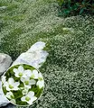 BALDUR Garten 3x Winterhartes Sternmoos, Pflanzen im 9x9 cm-Topf, immergrüner Bodendecker mit Sternblüten, bildet dichte Teppiche im Garten, pflegeleicht & anspruchslos, winterhart, mehrjährig