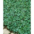Hedera Helix Plattensee Efeu Immergrün Ca. 9x9 cm Topf
