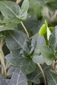 Hedera helix 'Plattensee' ca. 9x9 cm Topf - Efeu, immergrün, ideal für Wände und Zäune, pflegeleicht, winterhart, luftreinigend