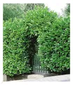 BALDUR Garten 10er Kirschlorbeer Hecke, Pflanzen im 9x9 cm-Topf, Prunus laurocerasus, winterhart und immergrün, blickdichter Sichtschutz, mehrjährig, schnell wachsend, glänzendes Laub