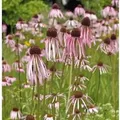 Bleicher Sonnenhut - Echinacea pallida