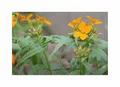 1 g Goldlack Schöterich Garten Pflanzen - Samen F-S534 - Seeds & Plants Shop by Ipsa