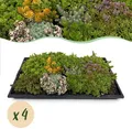GreenboutiQ - Bodendecker - Winterhart - Sedummatte - Besteht aus 10 Sorten - X4 - Wenig Pflege - Länge 50cm Breite 30cm