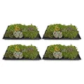 GreenboutiQ - Bodendecker - Winterhart - Sedummatte - Besteht aus 10 Sorten - X4 - Wenig Pflege - Länge 50cm Breite 30cm